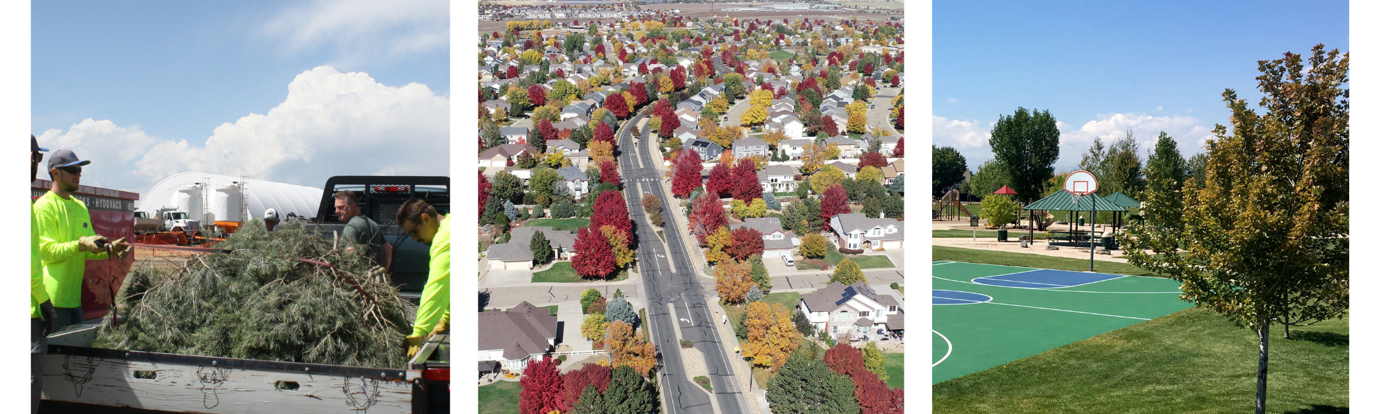 Forestry Webpage Banner